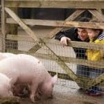 primary school pupils looking at a family of pigs eating in an enclosure at Staunton Country Park
