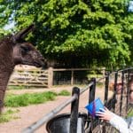 primary school pupil with a small buuket of food feeding a cute adult lama