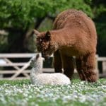 a mother and baby lama resting in a field enclosure at staunton country park