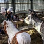 school pupils feeding donkeys at a farm
