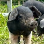 little baby pigs in field