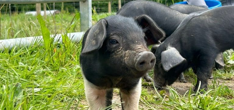 little baby pigs in field