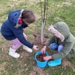 two school pupils planting tress in field