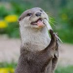otter eating a fish by a river