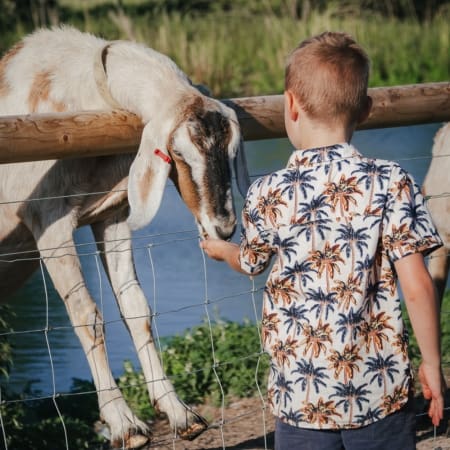 pupil feeding a goat in a farm enclosure