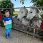 primary school pupil stroking baby horses in a farm enclosure
