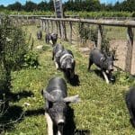six black and white pigs running in a field enclosure