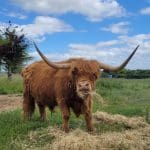 longhorn haired cow in a field eating hay