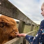 primary school pupil feeding hay to baby cow