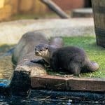 otters at aquarium
