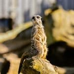 meerkat at zoo