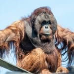 male orangutan called Gordon sitting on a frame outside in the sun