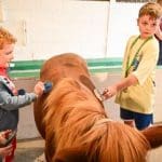 school pupils grooming and stroking a small horse
