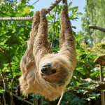 sloth on a rope hanging upside down